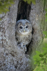Tawny Owl - Strix aluco - juvenile just out from the nest
