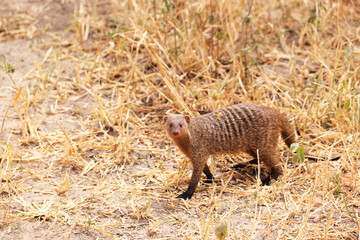 Banded Mongoose in Tarangire Nationalpark, Tanzania