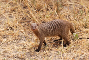 Banded Mongoose in Tarangire Nationalpark, Tanzania