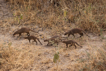 Banded Mongoose in Tarangire Nationalpark, Tanzania