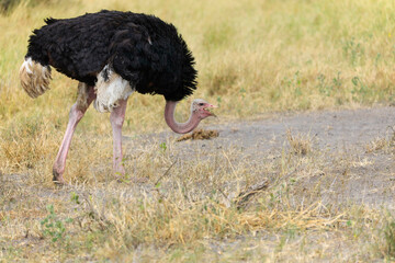 Ostrich in Tarang ire Nationap