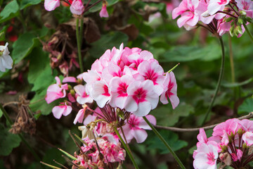 Obraz premium Geranio de Jardín