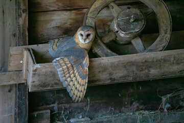 A portrait of a Barn Owl on a wooden crate in a abandoned barn