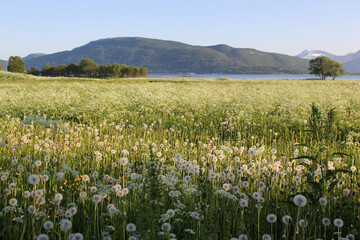 Field of white dandelions by the sea overlooking the mountain, wildflowers in the mountains on the shore of the fjord, 