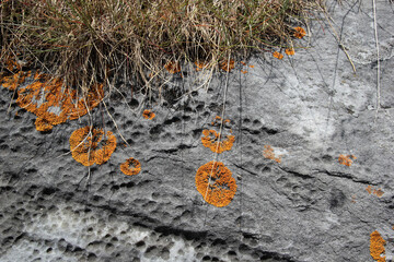 Gray stone and orange lichen, flowers on stones, beauty, natural textures
