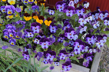 Pansies blooming in a wooden box on a farm, purple and yellow bright flowers