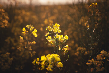 Selective focus on a yellow flower, a rapeseed flower blossoming in spring in the middle of a...