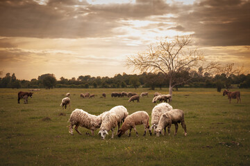 Selective blur on a flock and herd of white sheeps, with short wool, standing and eating in the...
