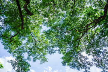 Bottom view of tree trunk to green leaves of big tree in tropical forest.