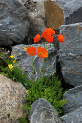 Orange alpine poppies grow from stones, wildflowers in the mountains