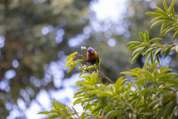 Australian Rainbow Lorikeets in native natural habitat