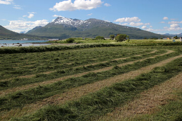 Sunny day on the shore of the fjord, mowed green grass, mountains, sea and blue sky