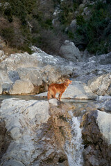 Fototapeta premium Red dog on the rocks at the waterfall. Nova Scotia duck tolling retriever in nature. Pet on a walk
