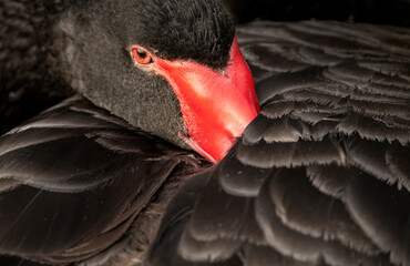 Black swan (Cygnus atratus) close up of the swan with a red eye and beak and beautiful plumage.