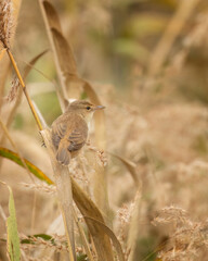 Australian Reed Warbler (Acrocephalus australis) in the reeds difficult to spot in Queensland, Australia. 