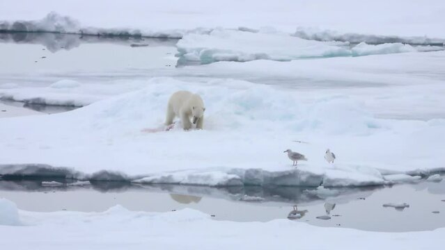 polar bear digging in snow and Glaucous gulls, North pole
Long shot from Svalbard, 2023
