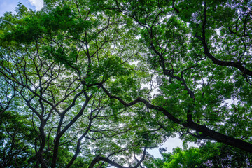 Ray of Sunlight the shade of a large Rain tree under the sun shines , the shadow of the Monkey pod or Jamjuree tree from below for nature background.