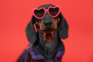 Portrait of fashionable small dog wearing heart-shaped sunglasses, plaid shirt. Collection of clothing, accessories for youth, pet. Seductive dandy puppy Dachshund dressed up for valentine's day party