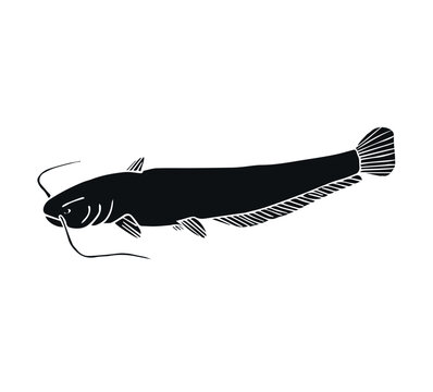 recommend clip art: Vector hand drawn doodle sketch black catfish fish isolated on white background