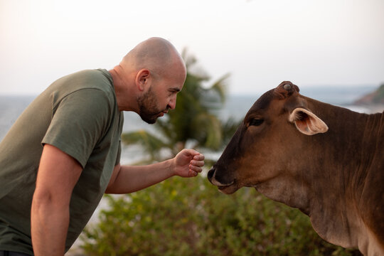 Serious bald tourist standing among plants, leaning towards zebu and extending hand to stroke calm indicine cattle.