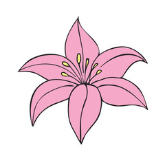 Vector hand drawn doodle sketch pink Lilly flower isolated on white background