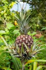 Obraz premium Ananas comosus - Pineapple fruit at harvest time in the farm