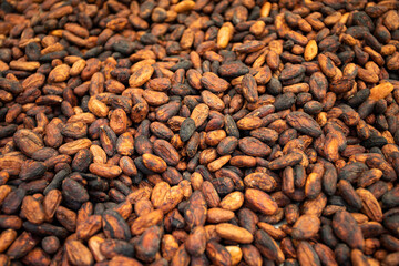 Unpeeled cocoa drying on the production farm - Theobroma cacao