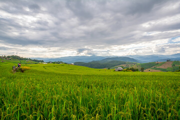 View of rice terrace at Ban Pa Bong Piang, Chiang Mai, Thailand