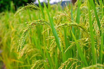 Close-up of a rice plant in the rice field
