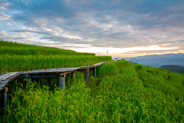 Fototapeta premium View of rice terrace at Ban Pa Bong Piang, Chiang Mai, Thailand