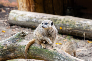 Meerkat (Suricata suricatta), Lille Zoo, France