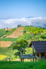 View of rice terrace at Ban Pa Bong Piang, Chiang Mai, Thailand