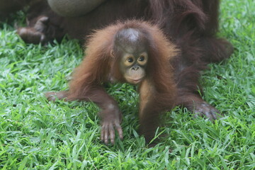 little orangutan