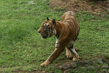 tiger in the zoo