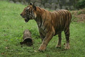 tiger in the grass