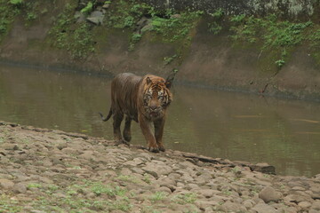 Naklejka na ściany i meble tiger in the river