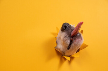 Licking dog jack russell terrier broke orange cardboard background with his nose.