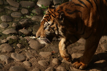 tiger in the zoo