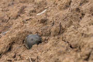 cluster bombs on the ground, BLU-86  is a bomb inside the CBU-71 cluster bomb.
