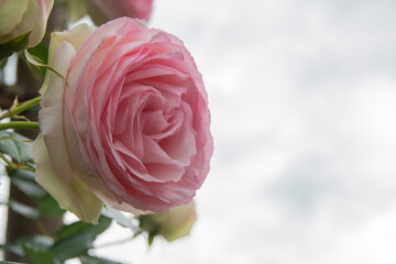 綺麗に手入れされた薄ピンクのバラ