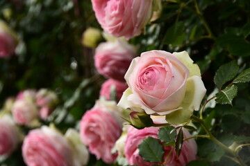 綺麗に手入れされた薄ピンク色のバラの垣根