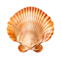 Sea scallop shell isolated on transparent background