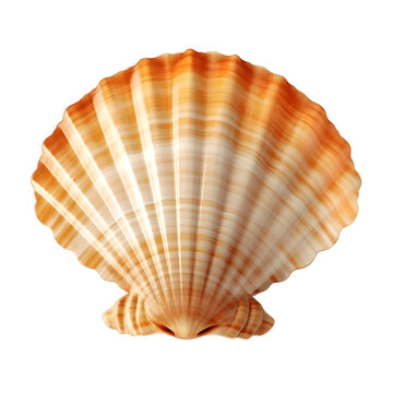 Sea scallop shell isolated on white background