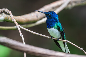 White-necked Jacobin