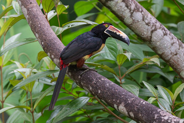 Collared Aracari