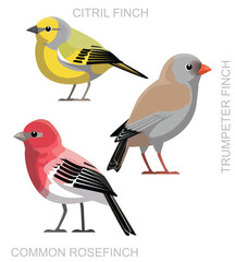 Cute Bird Rosefinch Citril Finch Set Cartoon Vector
