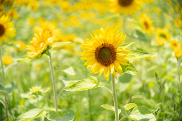 Fototapeta premium field of sunflowers
