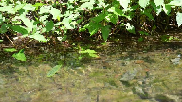 清流　小川　夏
