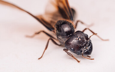 Extreme photo of face a black queen ant, Texture on face of insect on floor, Selective focus.