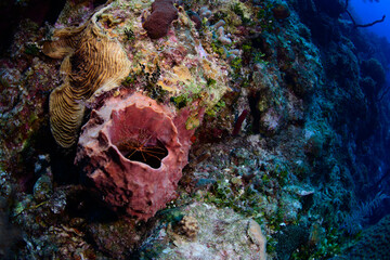 Fototapeta premium An arrow crab in a barrel sponge 